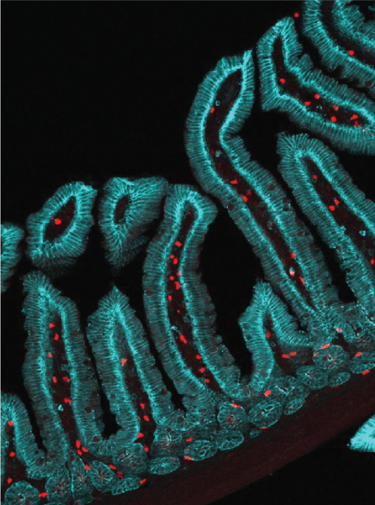 Microscopic image showing finger-like projections of a mouse gut with ILC2 cells dotted throughout