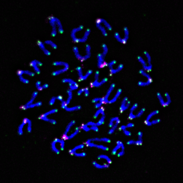 Image of mouse chromosomes, showing telomeres in green